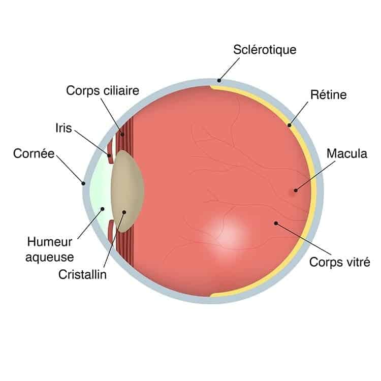 oeil cornee probleme de cornee oeil ophtalmo paris docteur camille rambaud ophtalmologiste specialiste chirurgie refractive paris